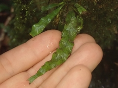 Notogrammitis pseudociliata