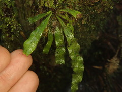 Notogrammitis pseudociliata