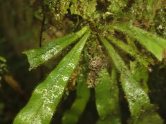 Notogrammitis pseudociliata