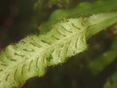 Notogrammitis pseudociliata