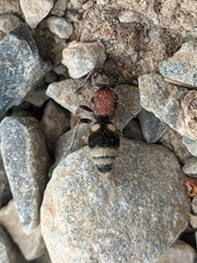 Bidecoloratilla iberica