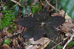 Ardisia mamillata