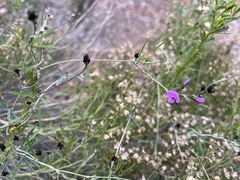 Glycine rubiginosa