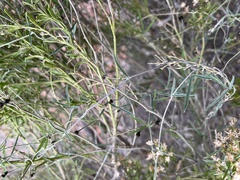 Glycine rubiginosa