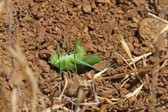 Platylyra californica