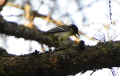 Parus major