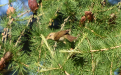 Phylloscopus