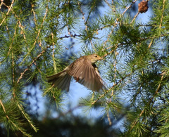 Phylloscopus