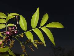 Lonchocarpus mutans