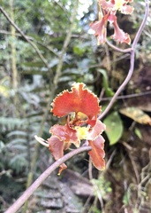 Cyrtochilum serratum