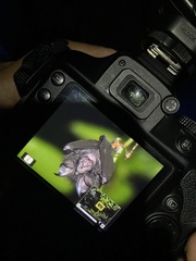 Rhinolophus formosae