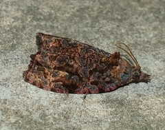 Gatesclarkeana idia