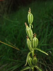 Cephalanthera damasonium
