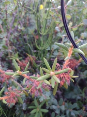 Rhododendron tomentosum