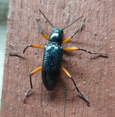 Strongylium erythrocephalum