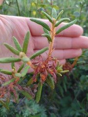 Rhododendron tomentosum