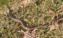 Thamnosophis lateralis