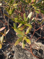 Leptospermum luehmannii