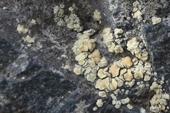 Lecanora polytropa