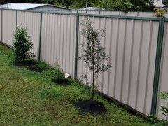Callistemon