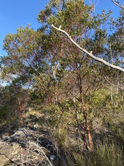 Leptospermum luehmannii
