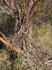 Leptospermum luehmannii