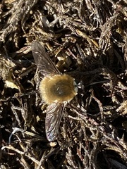 Bombylius minor