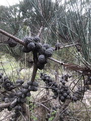 Allocasuarina mackliniana