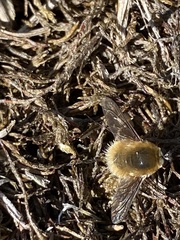 Bombylius minor