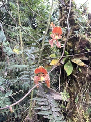 Cyrtochilum serratum