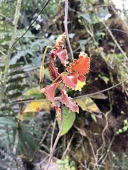 Cyrtochilum serratum