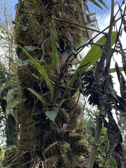 Cyrtochilum serratum
