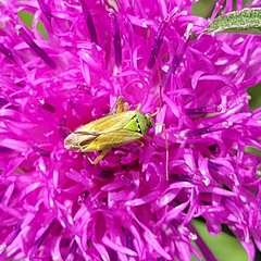Closterotomus norwegicus