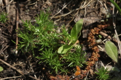 Scleranthus perennis