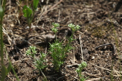 Scleranthus perennis