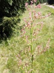 Rumex arifolius