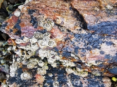 Austrominius modestus