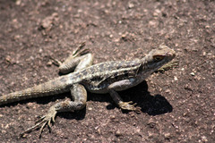Oplurus quadrimaculatus