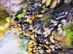 Austrominius modestus