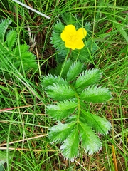 Austrominius modestus