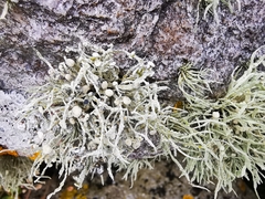 Austrominius modestus