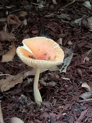 Amanita parcivolvata
