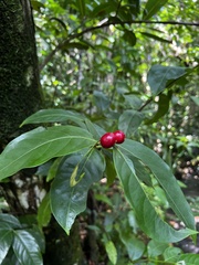 Phaleria