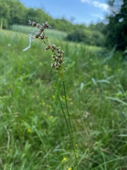 Juncus acutiflorus