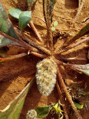 Ptilotus aervoides