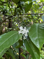 Phaleria