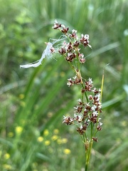 Juncus acutiflorus