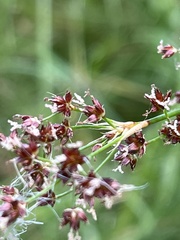 Juncus acutiflorus