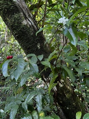 Phaleria