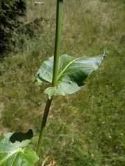 Rumex arifolius